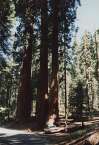 Big Trees - Yosemite (366 x 531 px / 70 kB, vom 16.10.06)