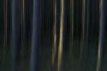 Schneller Wald :-) (570 x 380 px / 76 kB, vom 27.05.10)